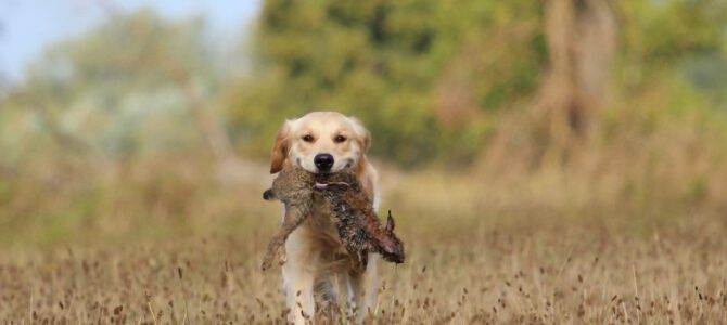 Jagdliche Anlagensichtung absolviert