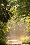 trees, forest, park, avenue, path, hike, sunlight, outdoors, nature, landscape, forest, forest, forest, forest, forest, park, park, nature, nature
