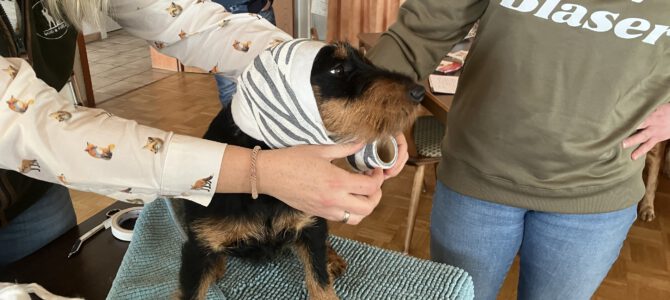 Seminar Erste Hilfe am Hund