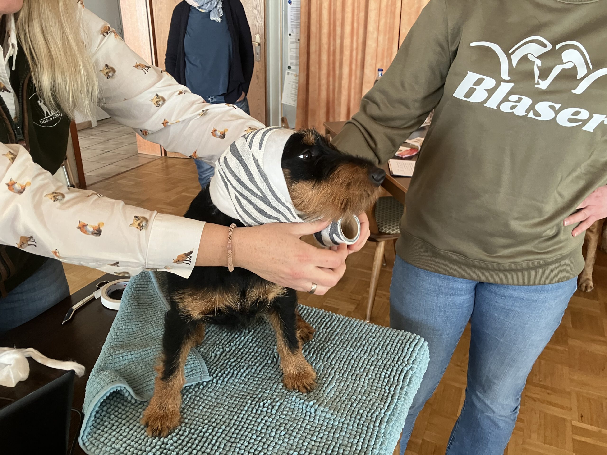 Seminar Erste Hilfe am Hund